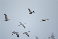 Sandhill Cranes 3503